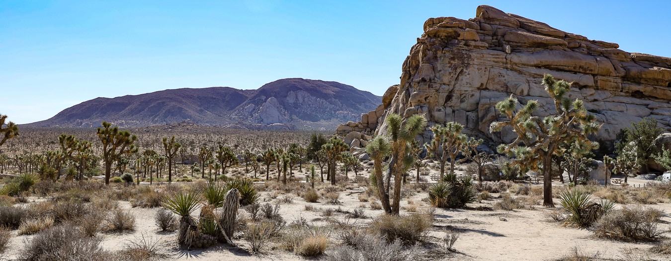 USA – Joshua Tree Nationalpark