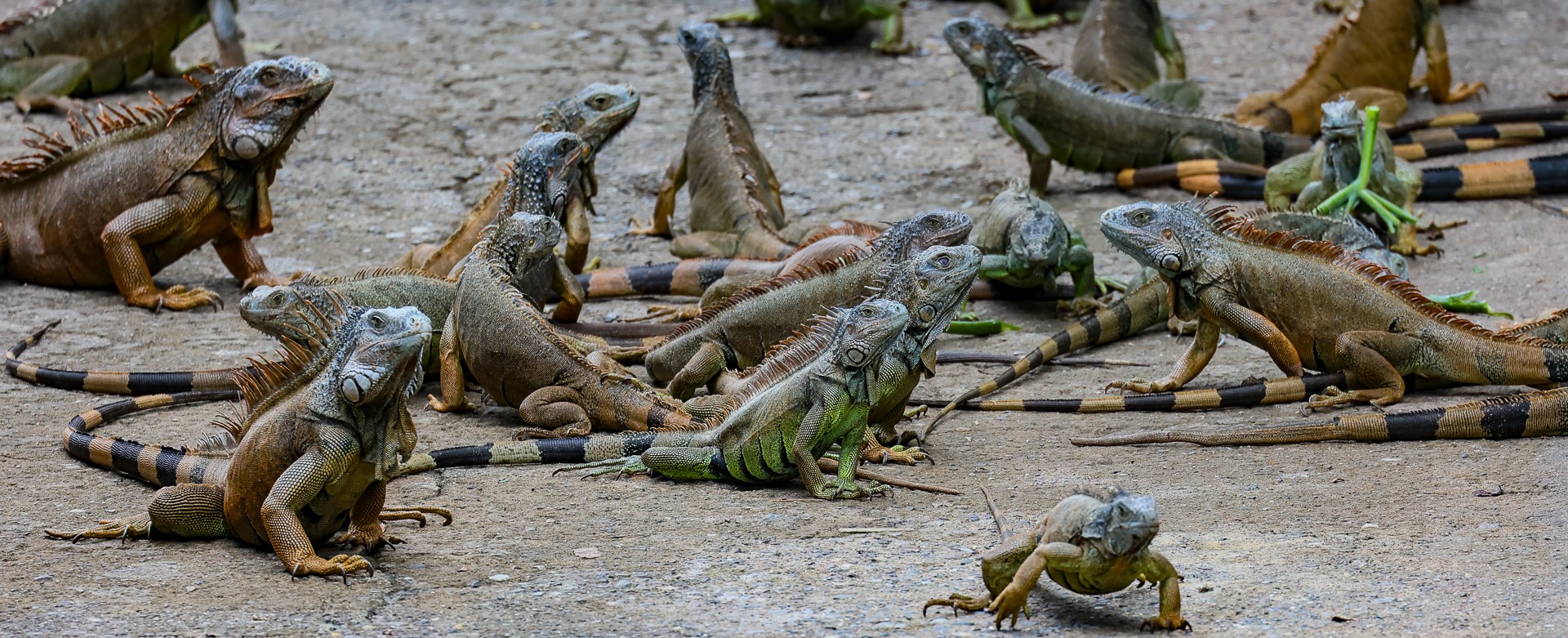 Honduras – Arch’s Iguana Park