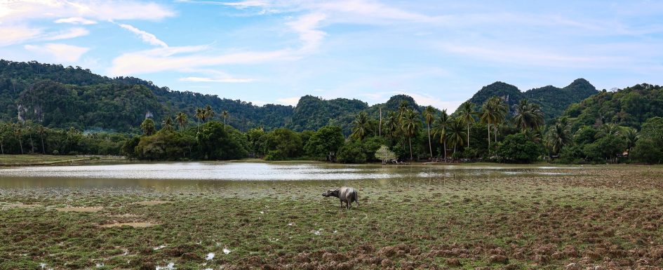 Malaysia wildlife