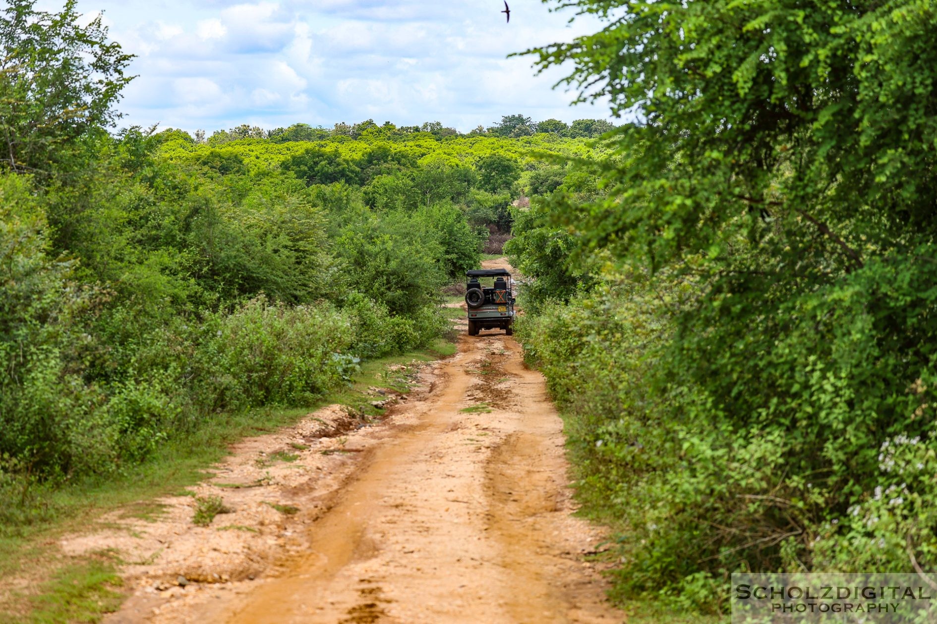 Safari im Nationalpark