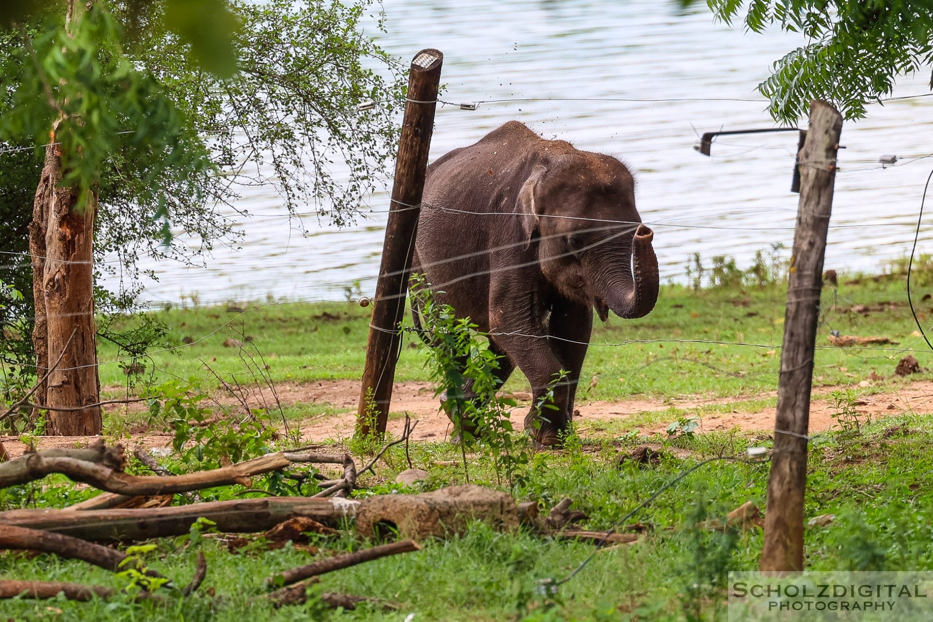 Junger Elefant in der Auffangstation