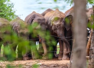 Elefantenauffangstation Sri Lanka - Udawalawe National Park
