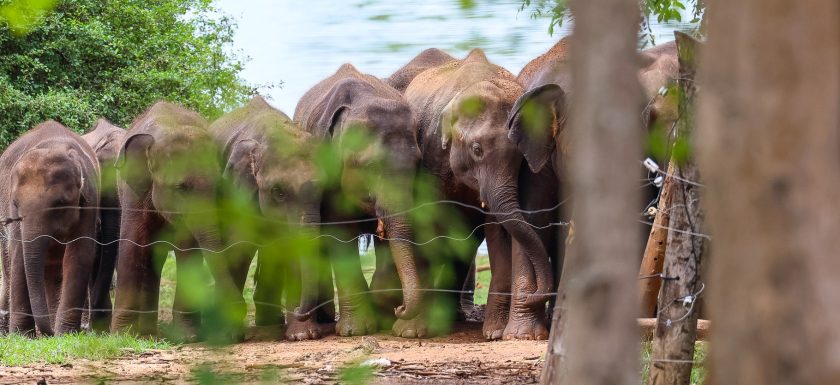 Elefantenauffangstation Sri Lanka - Udawalawe National Park
