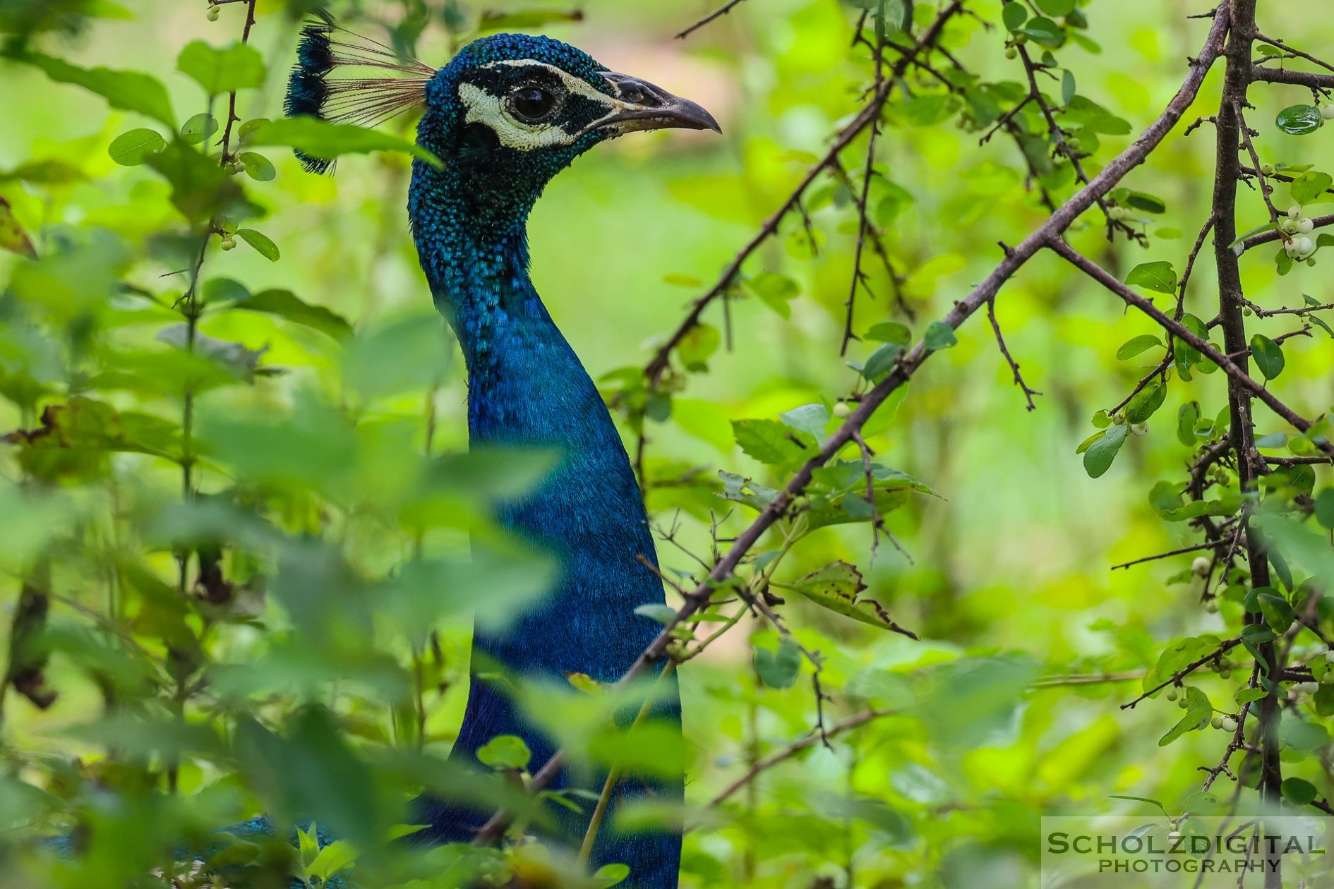 Pfau im Nationalpark