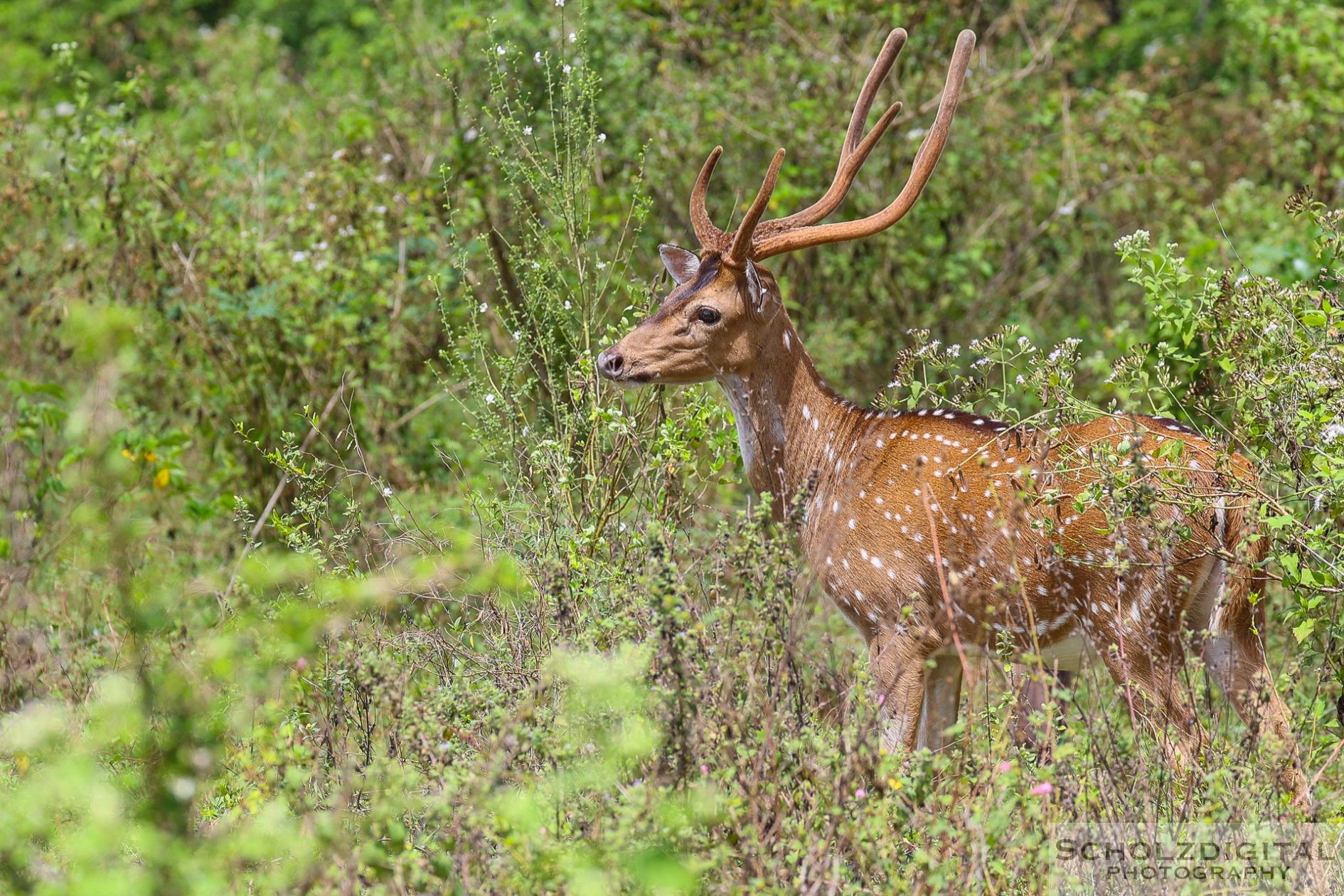 Sri Lanka Tagesausflug