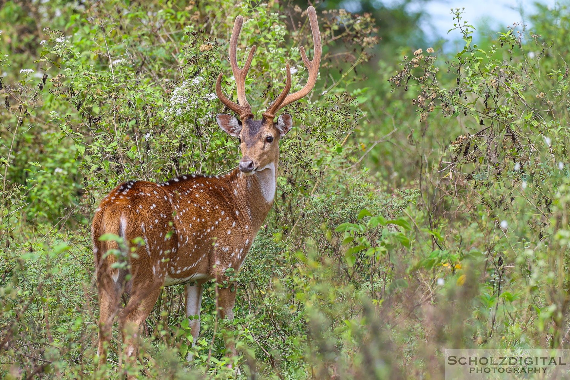 Rotwild im Udawalawe National Park