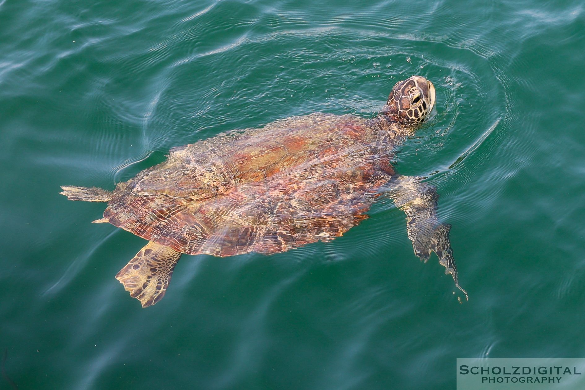 Große Wasserschildkröte in der Bucht von Oman